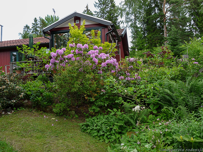 buskar i trädgården buskar i trädgården