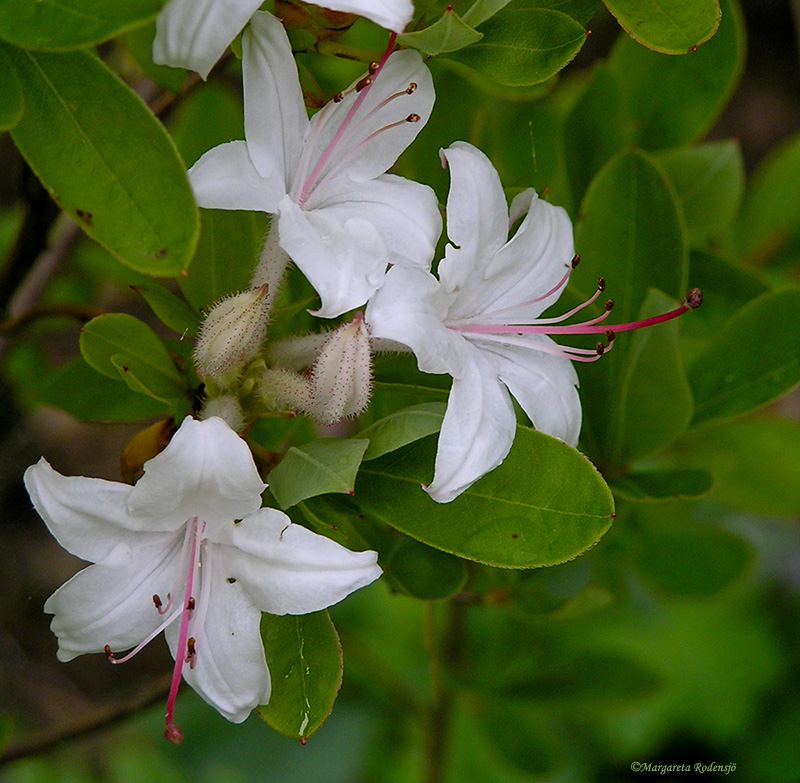 azalea
