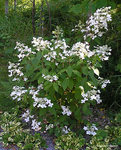 hydrangea plicata