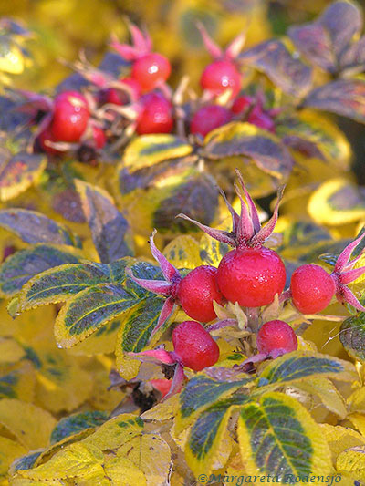 rugosa
