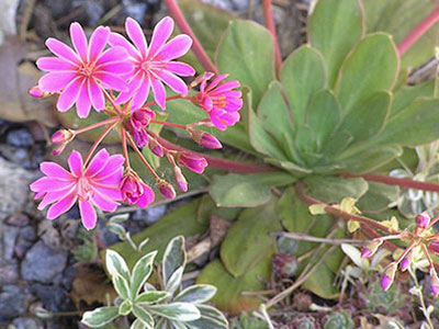 lewisia