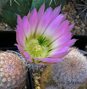 kaktusblomma