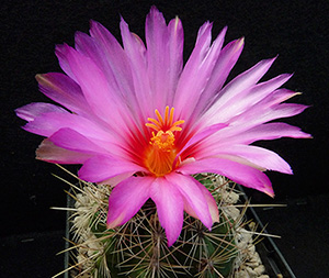 rosa