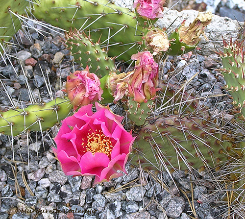 opuntia