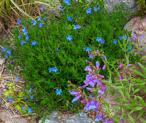 lithodora