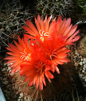 kaktusblomma