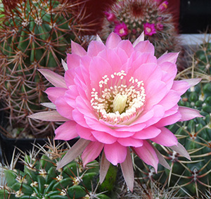 kaktusblomma