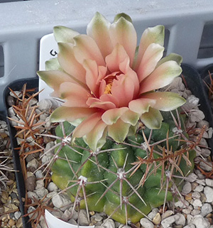 kaktusblomma