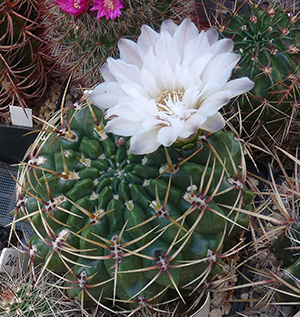 kaktusblomma