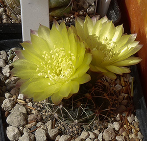 kaktusblomma