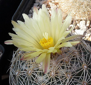 kaktusblomma