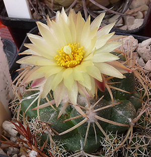kaktusblomma