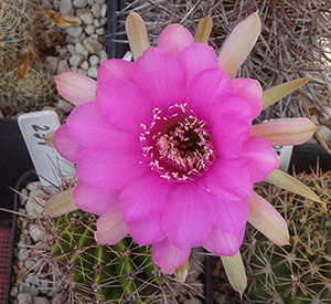 kaktusblomma