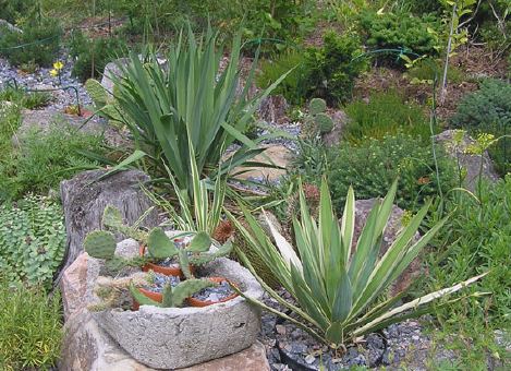 yucca