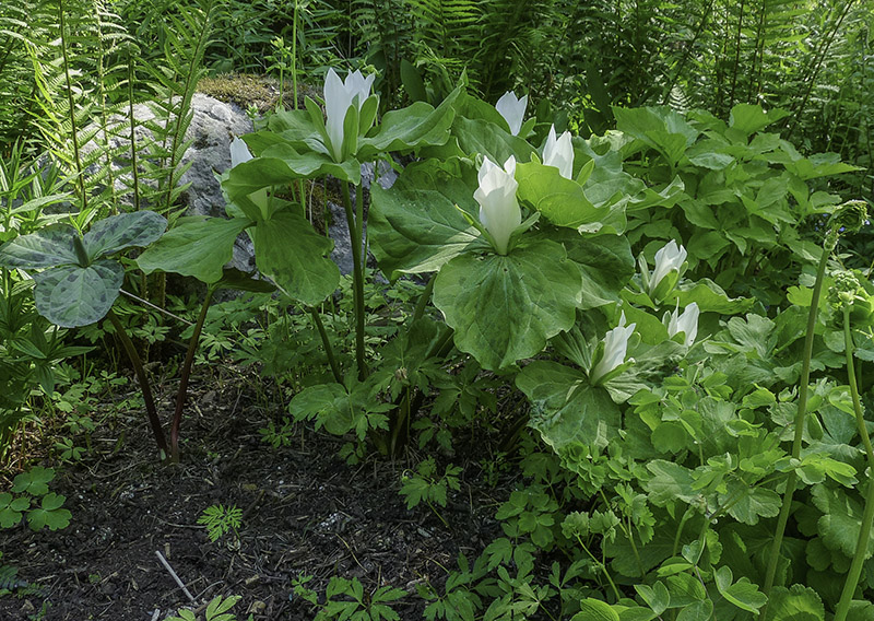 trillium