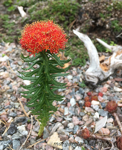 rhodiola kirilowi