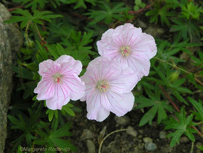 Rosa Näva () Rosa Näva