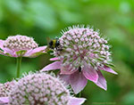 astrantia