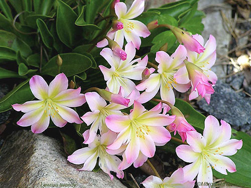 lewisia