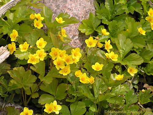 waldsteinia