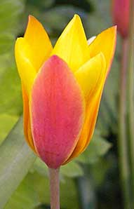 gul tulpan