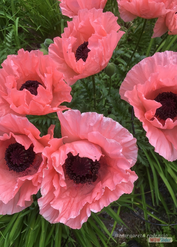 6. Papaver orientale �Princess Victoria Louise� 