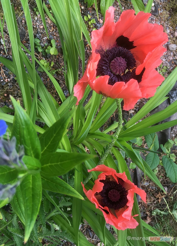 7. Papaver orientale, �Show Girl�